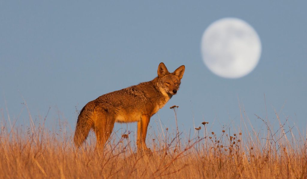 Coyote ayant inspiré la machine à sous Coyote Moon