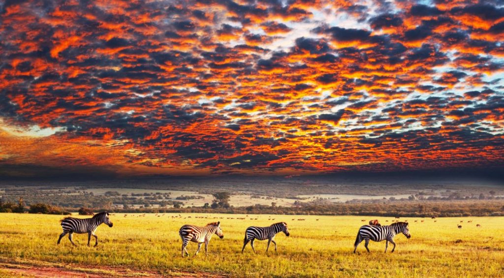 Parc Serengeti, inspiration de la machine à sous 50 Lions