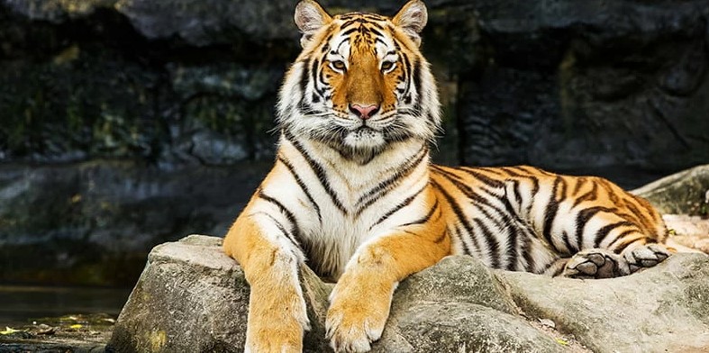 Le tigre porte bonheur