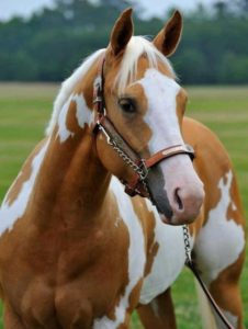 cheval américain Quarter Horse