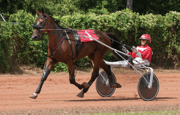 Standardbreds