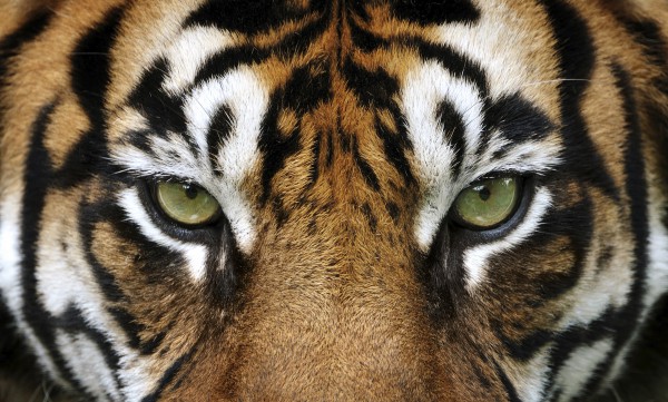 Oeil du tigre, symbole de la machine à sous Tiger Stone