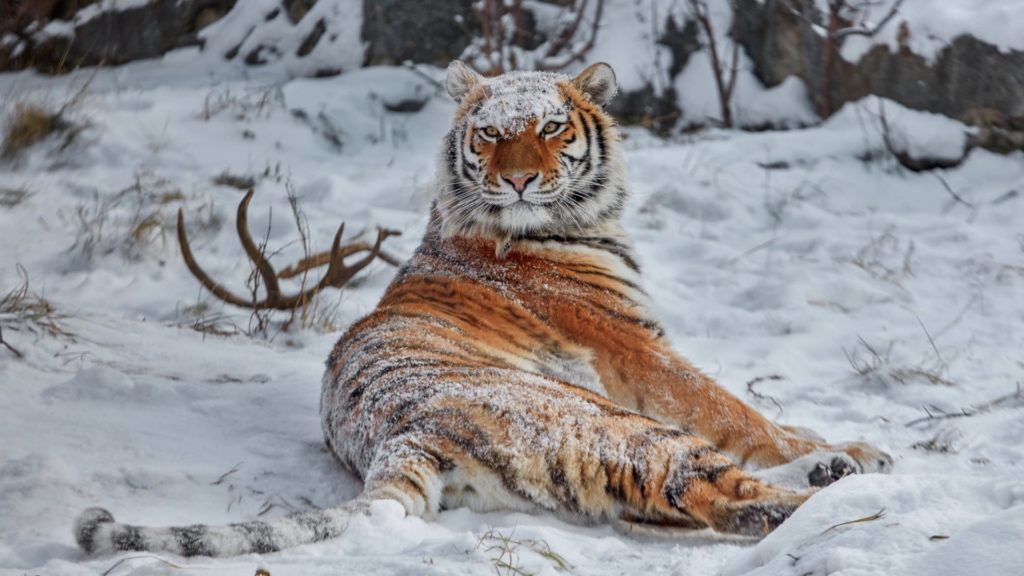 Tigre inspirant la machine à sous Siberian Storm